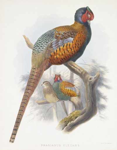 Phasianus Elegans (Elegant Pheasant), 1870-1872 by Daniel Giraud Elliot